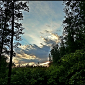 podvečer v lese ...