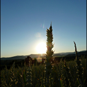 podvečer na pšenici ...
