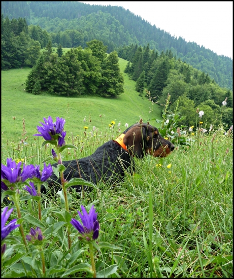 jazvečík horolezecký ...