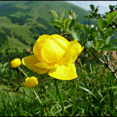 kvietoček ...