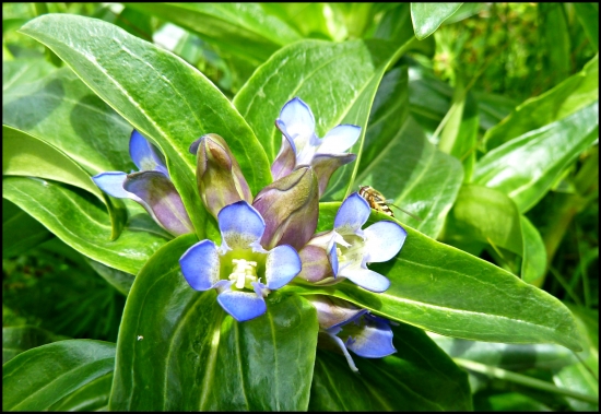 kvietok fatranský ...