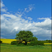 hruškovo - repková náladovka ...