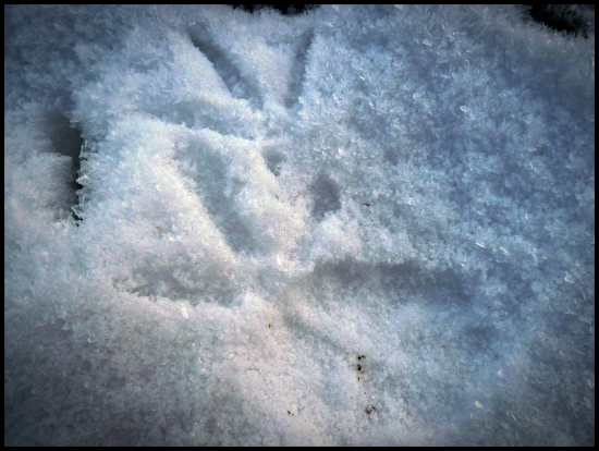 predátpr a korisť (líška a bažant)...