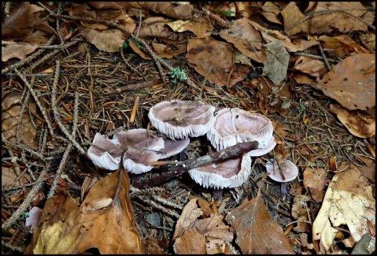 a dubáky nerastú ...