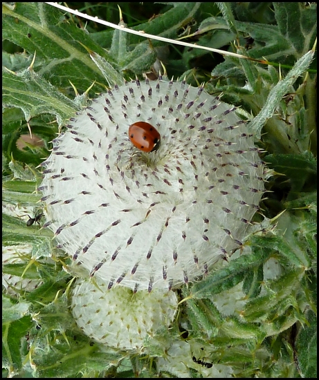 lienka na bodliaku ...