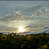 slnečnicový západ ...