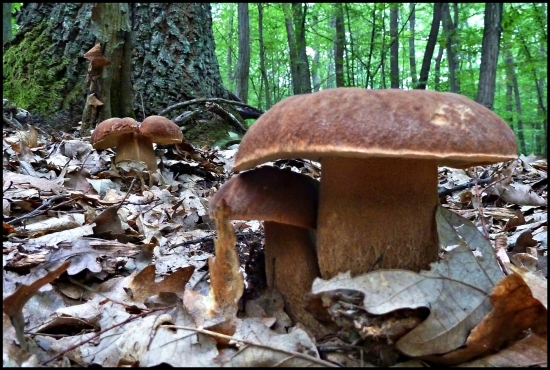 Pohľad, ktorý poteší ...