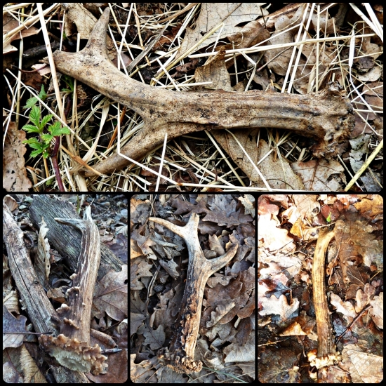 štyri srnčie tohoto roku ...