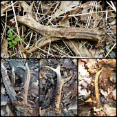 štyri srnčie tohoto roku ...