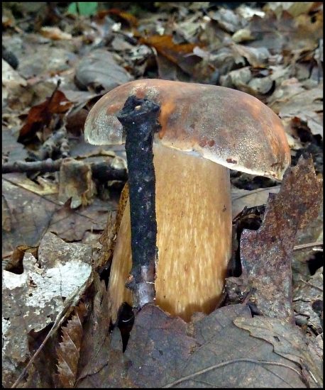 chcel sa skryť za konárik ... :-)