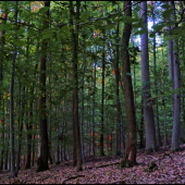 dnešné ráno v lese ...
