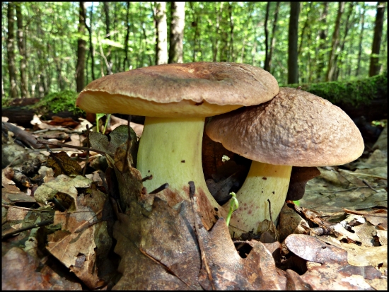 Hríb kráľovský ...