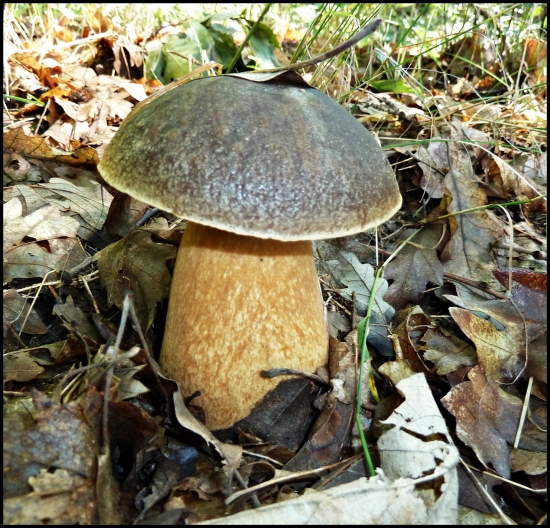 s listovou anténkou ... :-)