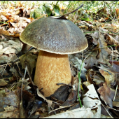 s listovou anténkou ... :-)