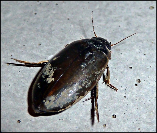 že by dajaký potápnik ?