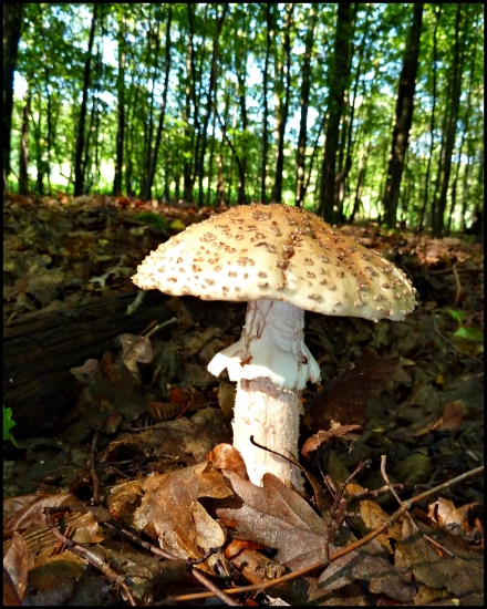 muchotrávka červenkastá ...