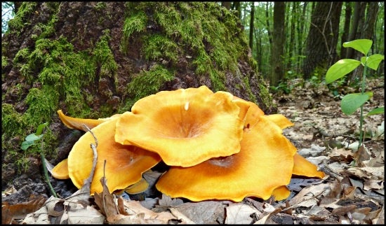 hubovo - machová...