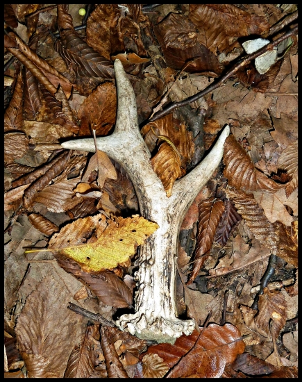 Piaty srnčí tohoto roku ...