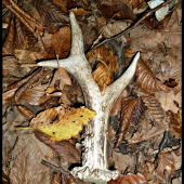 Piaty srnčí tohoto roku ...