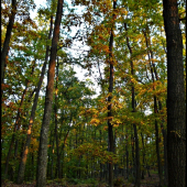 už sa zjesenieva ...