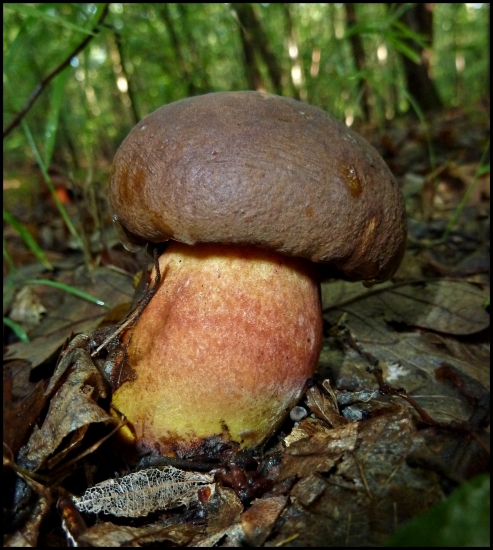 len tak, na hubách ...