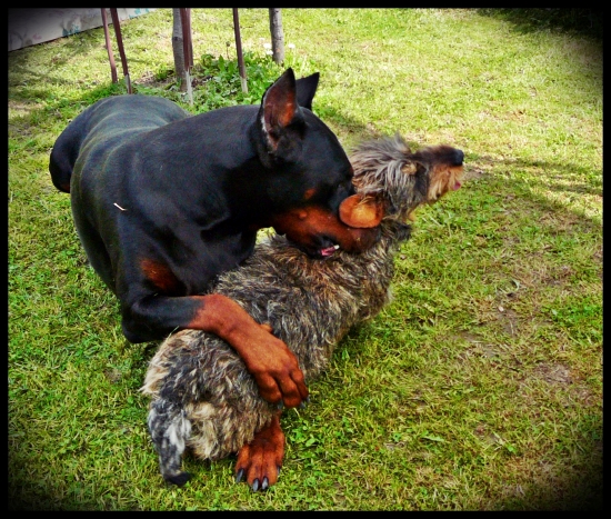 Ach, ta láska nebeská ... :-) - z archívu