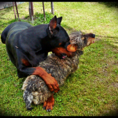 Ach, ta láska nebeská ... :-) - z archívu