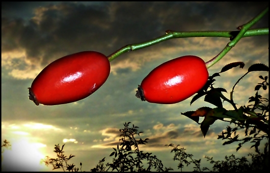 plody jesene III. ...