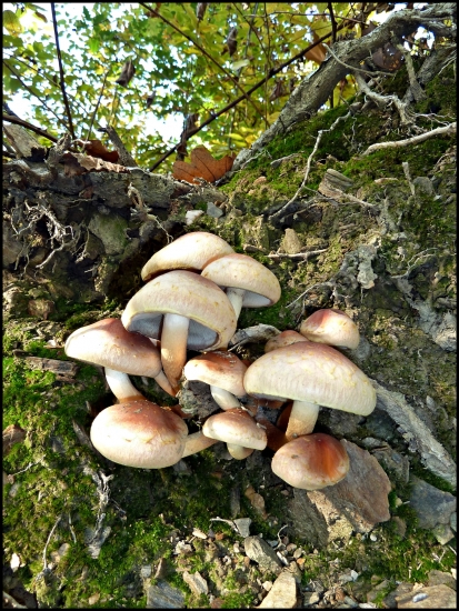 huby na vývrate ...