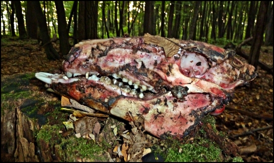 Brachygnathia superior