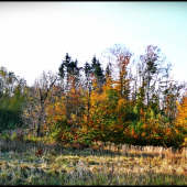 jeseň maľovala ...