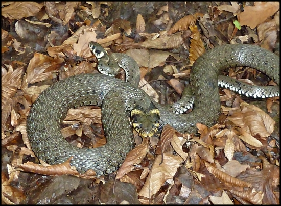 a už sú dve ... :-)