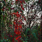 v podvečerných lúčoch ...