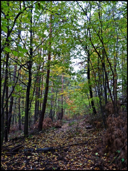 lesná cesta ...