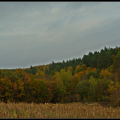 v jesenných tónoch ...