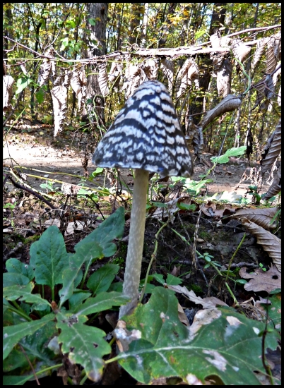 nevyzerá zvlášť chutne ... :-)