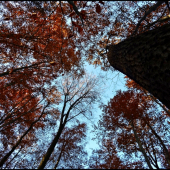 pohľad k oblohe ...