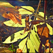 v lúčoch slnka ...