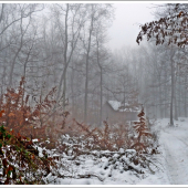 zahalená v hmle ...