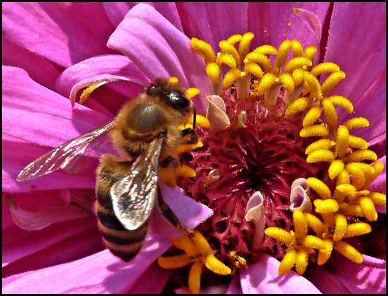 včielka na spestrenie ...