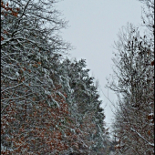 zimná cesta do revíru ...