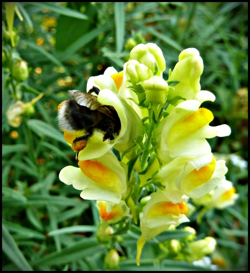 a trčal mu len zadok ...