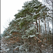 zasnežené borovice ...