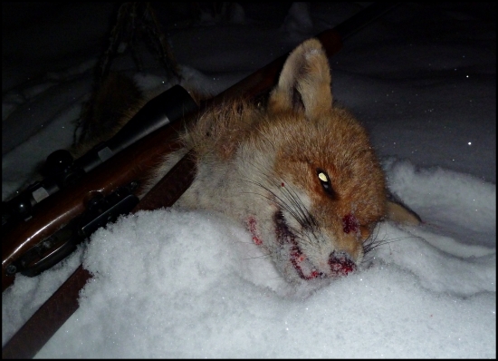 včerajší lišiak ...