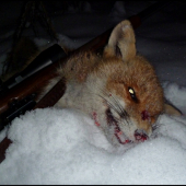 včerajší lišiak ...