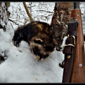 Splnový tchor, alebo streliť je ľahko a čo potom ... :-)