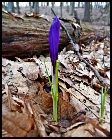 ivovky už vykúkajú, bude jar ... :-)