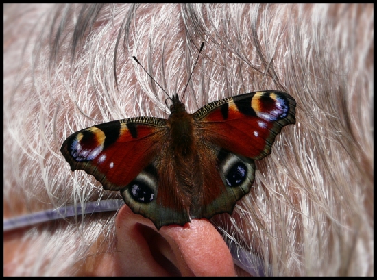 sedím si na uchu a je mi dobre ... :-)