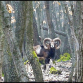 mufčo - celkom slušný ...