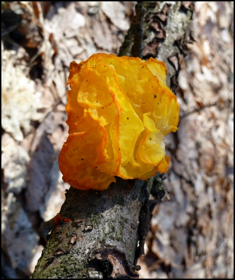 rôsolovka zlatožltá  (Tremella mesenterica )